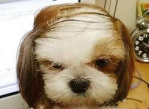 搞笑图片 恶搞图片 看发型就知道是厅级干部 来源:快乐麻花 查看大图&
